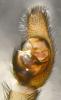 Trochosa terricola